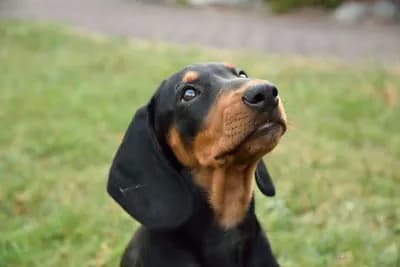 Slovensky Kopov (Slovakian Hound)