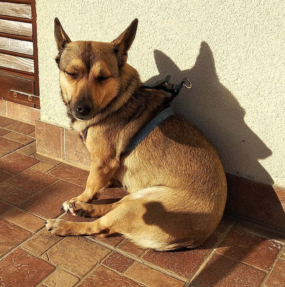 Small Medimurje Dog (Medi)