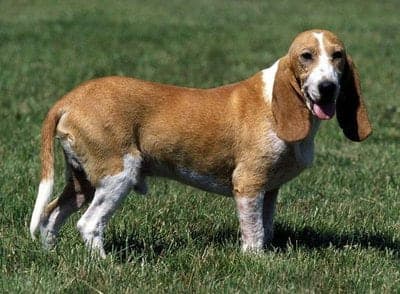 Small Swiss Hound