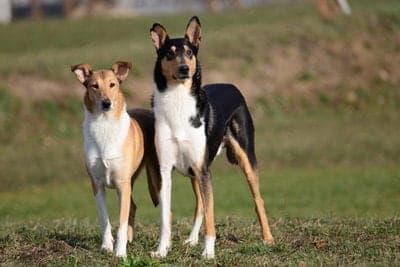 Smooth Collie