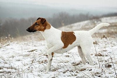 Smooth Fox Terrier