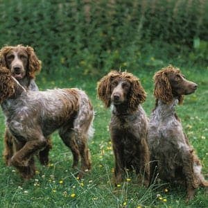 Spaniel de Pont Audemer
