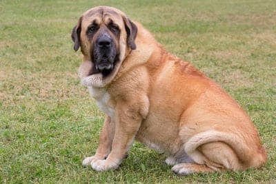 Spanish Mastiff