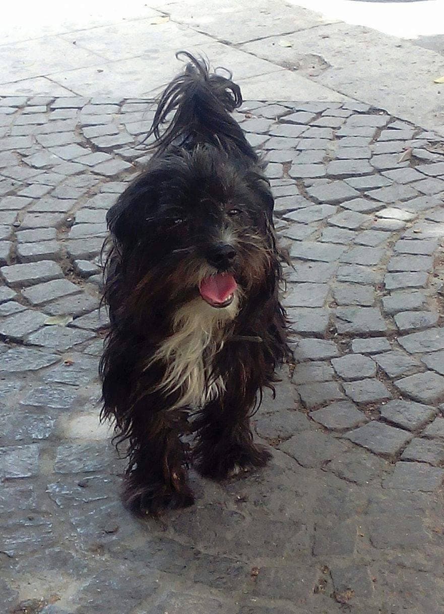 Spinotto siciliano
