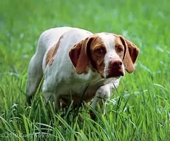 St Germain Pointing Dog