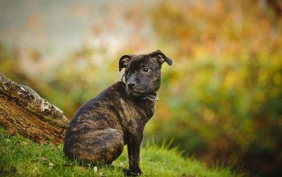 Staffordshire Bull Terrier