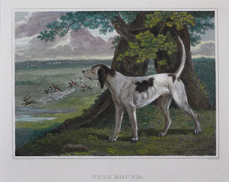 Staghound