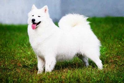 Standard American Eskimo