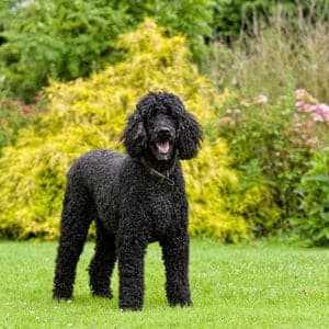 Standard Poodle