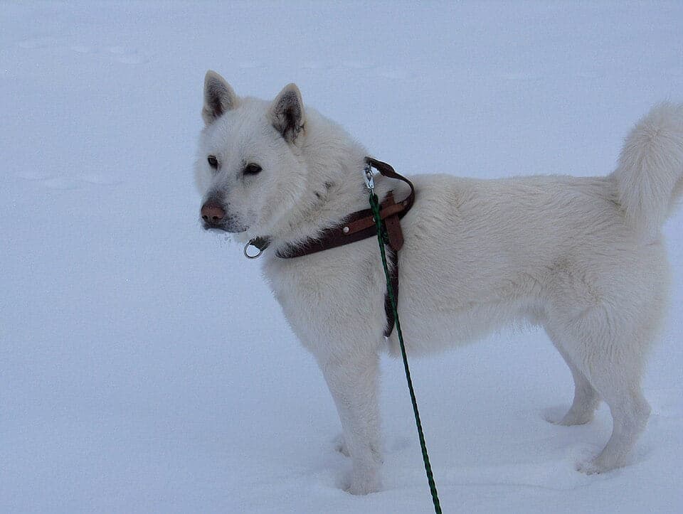 Swedish White Elkhound