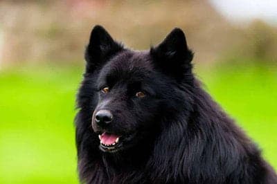 Swedish Lapphund