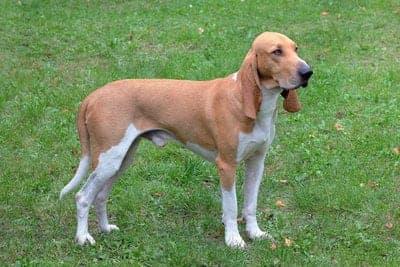 Swiss Hound (Swiss Laufhund)