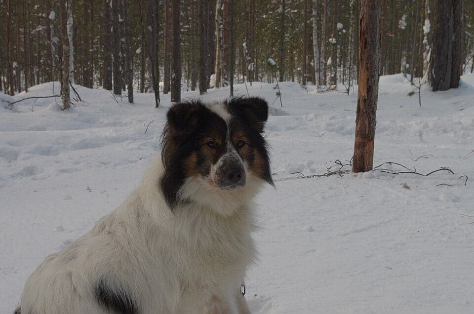 Taimyr Dog