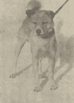 Takayasu Inu
