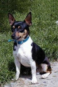 Teddy Roosevelt Terrier