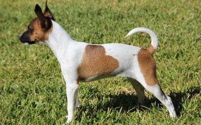 Tenterfield Terrier