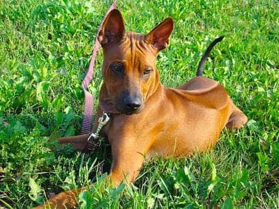 Thai Ridgeback
