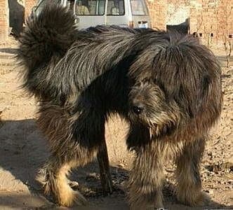 Tibetan KyiApso