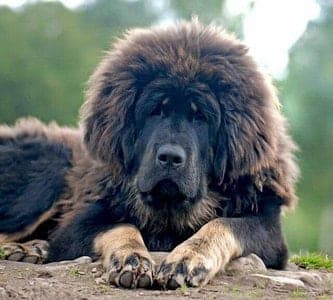 Tibetan Mastiff