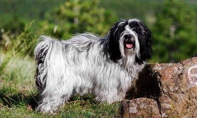 Tibetan Terrier