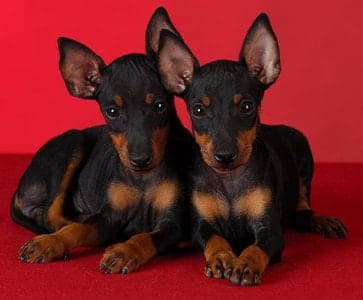 Toy Manchester Terrier