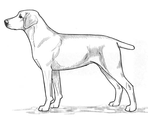 Treeing Cur
