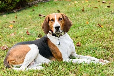 Treeing Walker Coonhound
