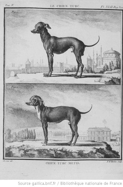 Turkish Greyhound