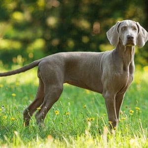 Weimaraner