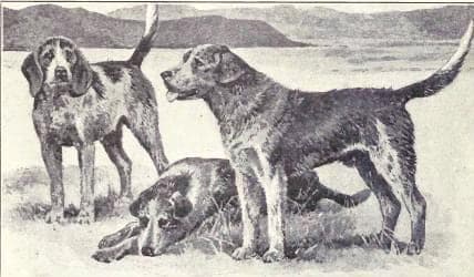 Welsh Hound