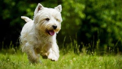 West Highland White Terrier