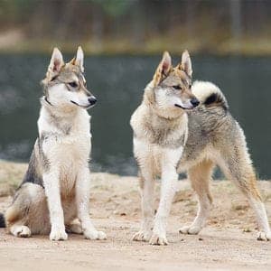 West Siberian Laika