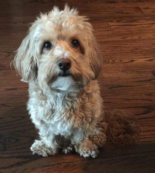 Westiepoo