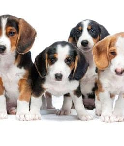 Westphalian Dachsbracke