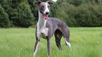 Whippet