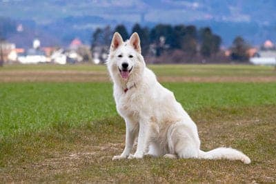 White Swiss Shepherd