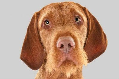 Wirehaired Vizsla