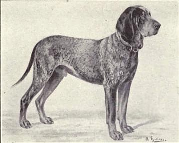 Wurttemberg Pointer
