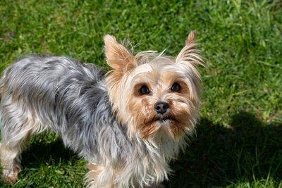 Yorkshire Terrier