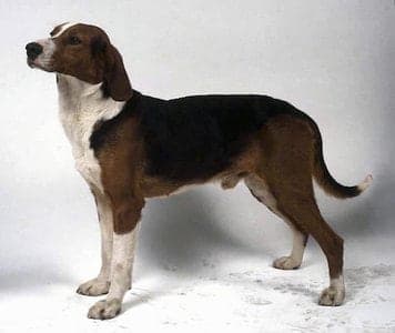 Yugoslavian Hound