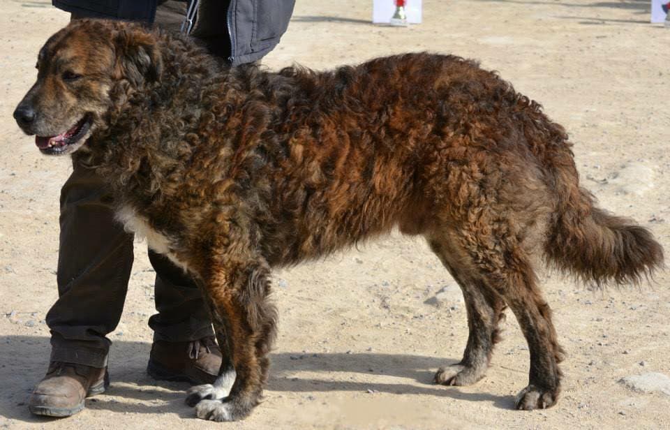 Cane di Mannara (Sicilian Sheepdog)