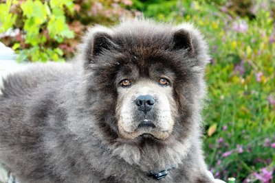 Ainu Dog