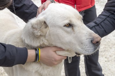 Akbash Dog