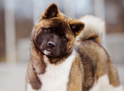 Akita Inu Japanese