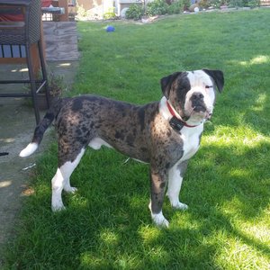 Alapaha Blue Blood Bulldog