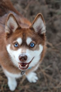 Alaskan Husky