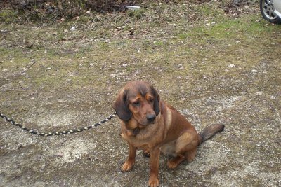 Alpine Dachsbracke