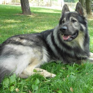 American Alsatian