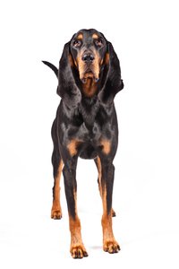 American Black And Tan Coonhound
