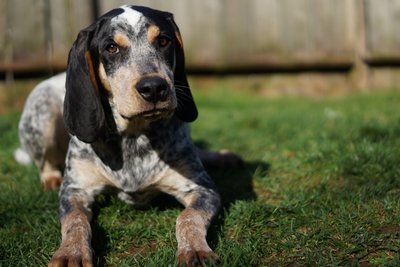 American Blue Gascon Hound